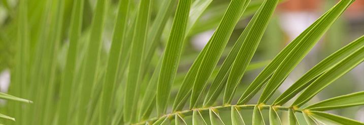 Palmen kaufen Pflege Sortiment Arten